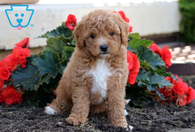 Toby Havapoo image