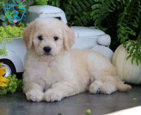 Tootsie Goldendoodle