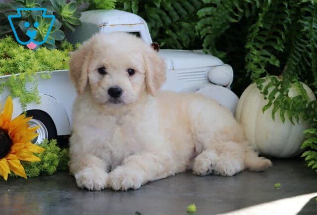 Tootsie Goldendoodle image