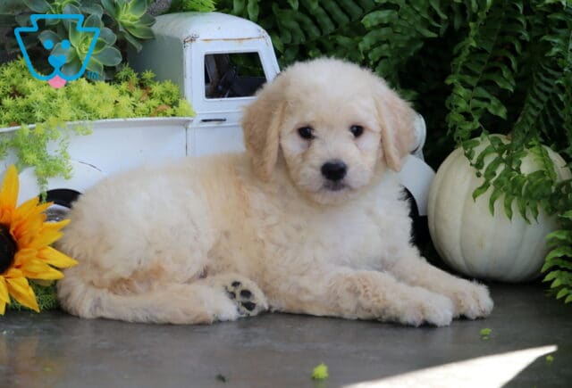 Tootsie Goldendoodle2 image