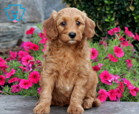 Tootsie Mini Goldendoodle