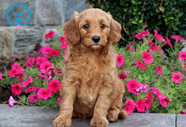 Tootsie Mini Goldendoodle image