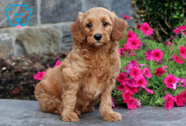 Tootsie Mini Goldendoodle2 image
