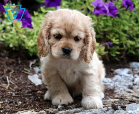 Tori Cocker Spaniel