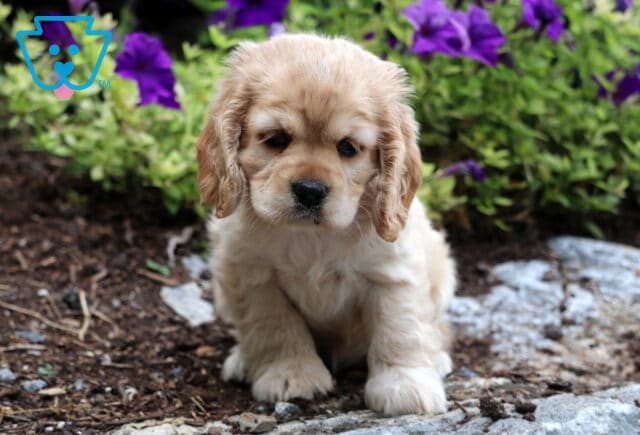 Tori Cocker Spaniel image