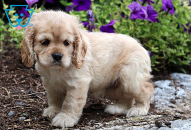 Tori Cocker Spaniel2 image