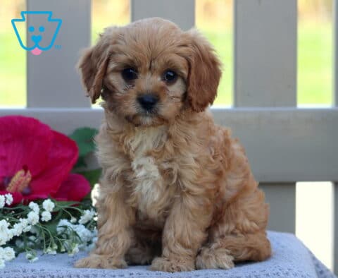 Toy Boy Cavapoo