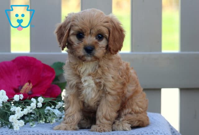 Toy Boy Cavapoo image