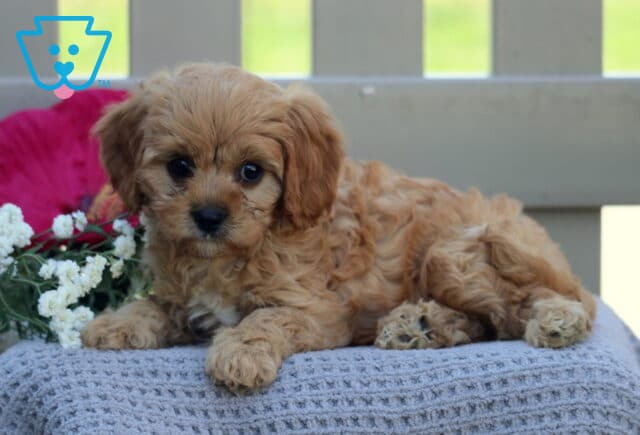 Toy Boy Cavapoo2 image