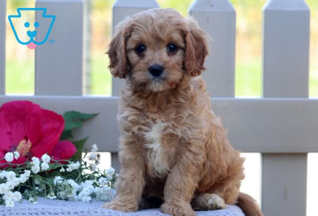 Travis Cavapoo image