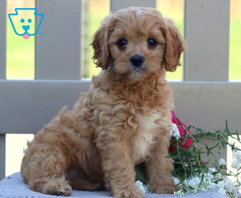 Travis Cavapoo2