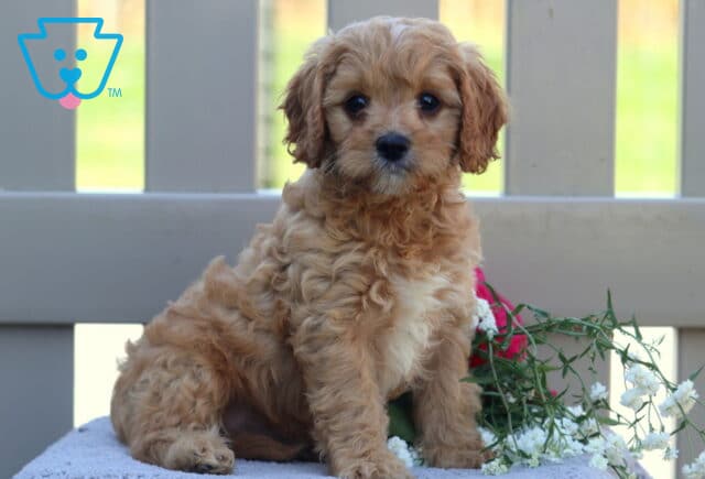 Travis Cavapoo2 image
