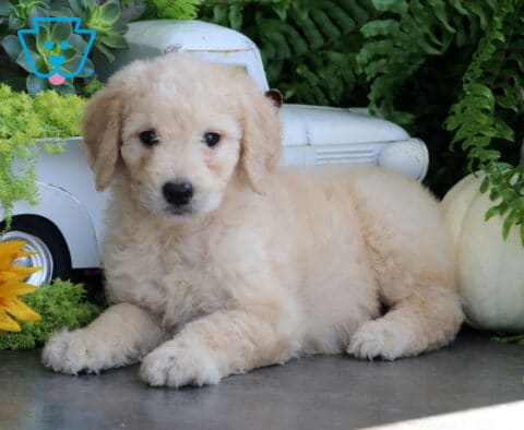 Trixi Goldendoodle
