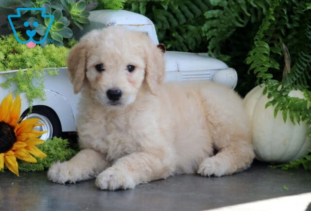 Trixi Goldendoodle image