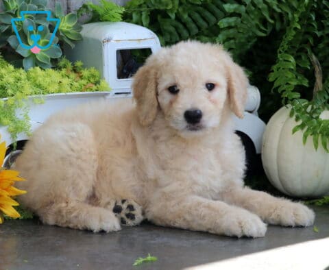 Cream Goldendoodle puppy lounging with front paws stretched forward beside a sunflower and white pumpkin in a charming garden setting.