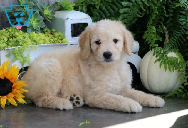 Trixi Goldendoodle2 image