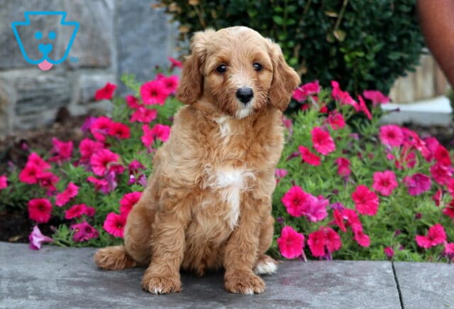 Turbo Mini Goldendoodle image