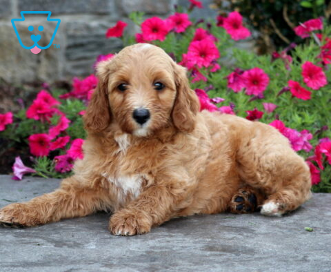 Turbo Mini Goldendoodle2