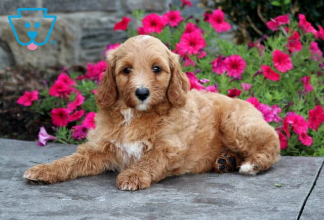 Turbo Mini Goldendoodle2 image