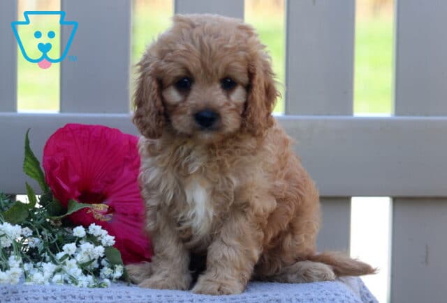 Tyler Cavapoo image