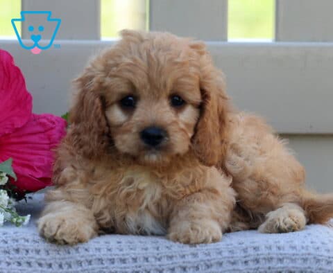 Tyler Cavapoo2