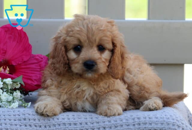 Tyler Cavapoo2 image