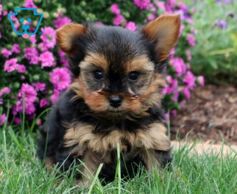 Wes Yorkie