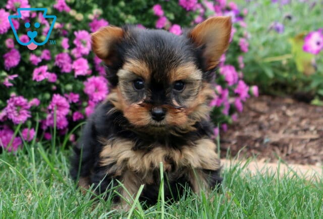 Wes Yorkie image