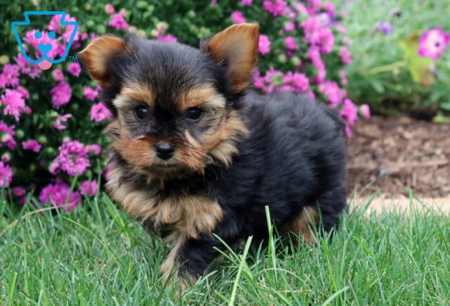 Wes Yorkie2 image