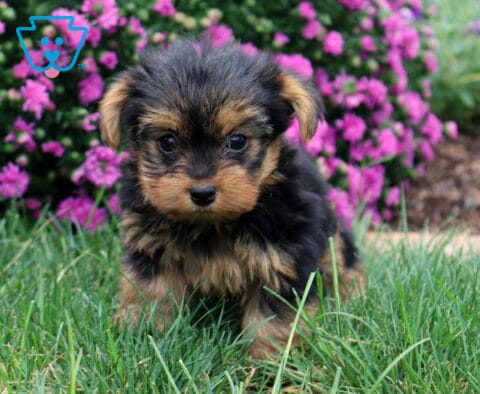 Whitney Yorkie