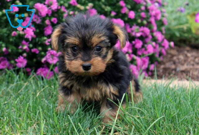 Whitney Yorkie image