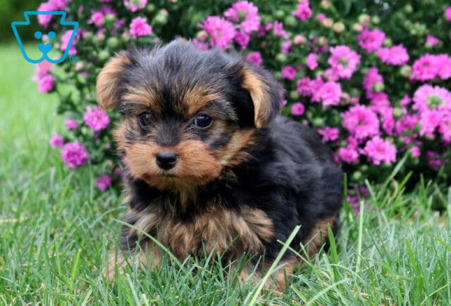 Whitney Yorkie2 image