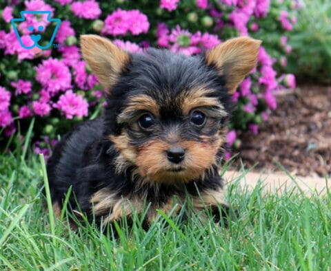 Winnie Yorkie