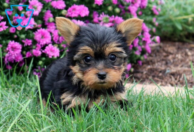 Winnie Yorkie image
