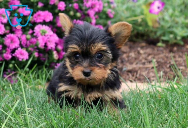 Winnie Yorkie2 image