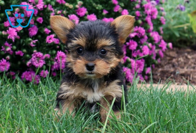 Wish Yorkie image