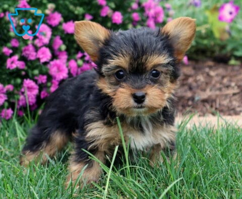 Wish Yorkie2