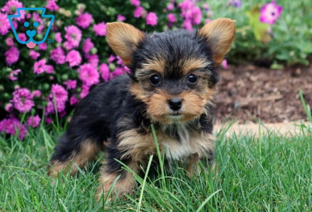 Wish Yorkie2 image