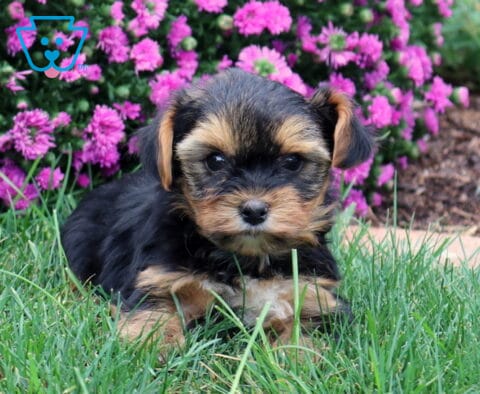 Woody Yorkie