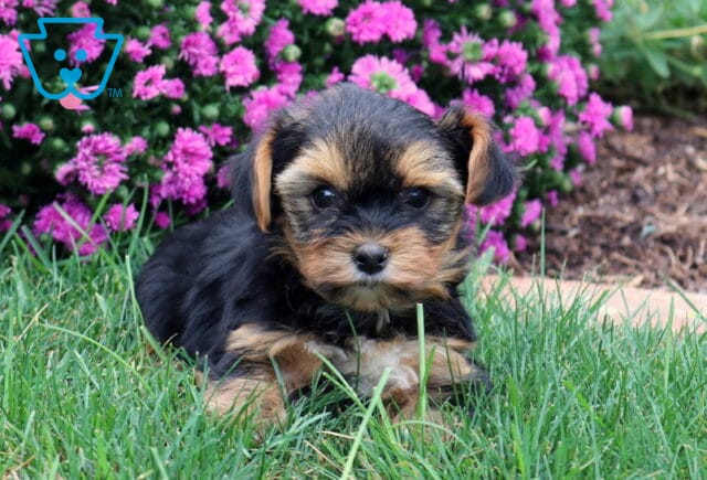 Woody Yorkie image