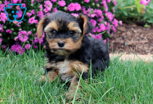 Woody Yorkie2 image