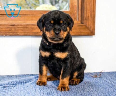 Aaron Mini Rottweiler