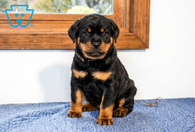 Aaron Mini Rottweiler image