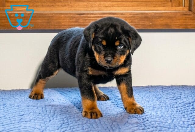 Aaron Mini Rottweiler2 image