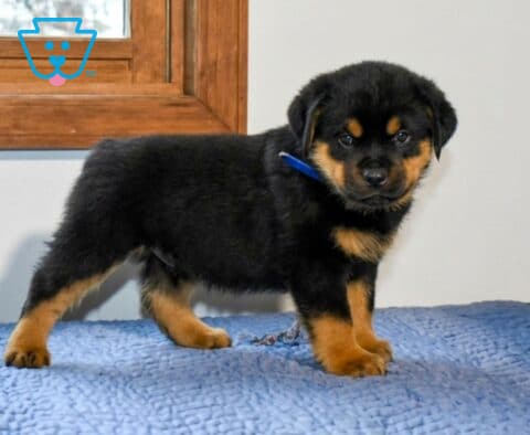 Abe Mini Rottweiler