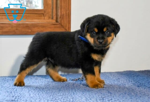 Abe Mini Rottweiler image