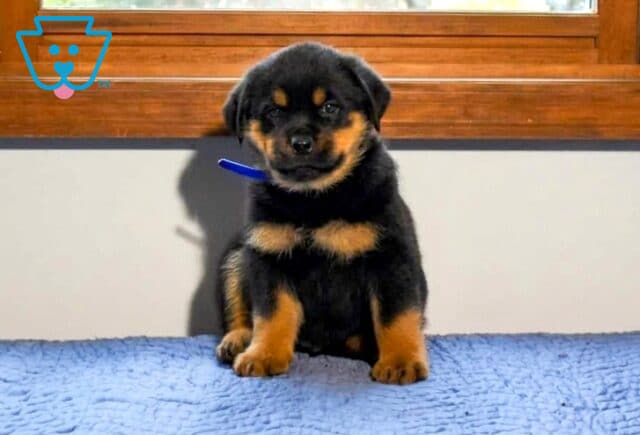 Abe Mini Rottweiler2 image