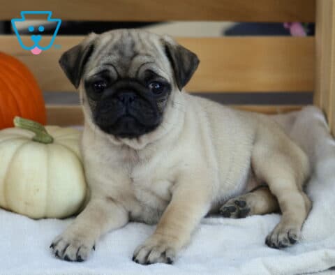 Abigail Pug