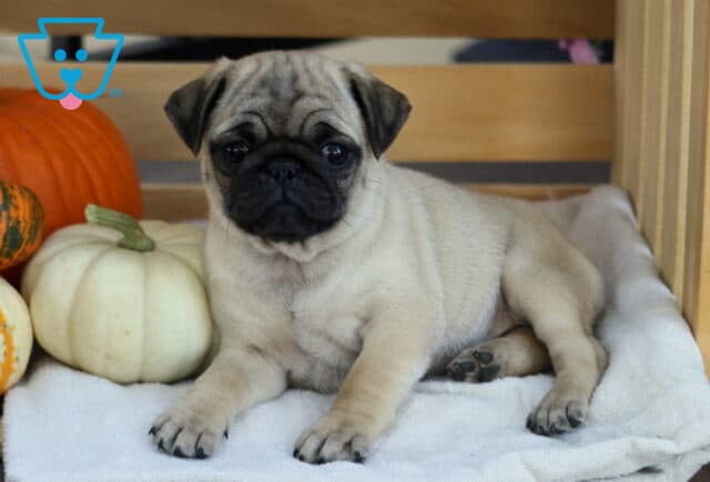 Abigail Pug image