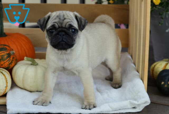 Abigail Pug2 image